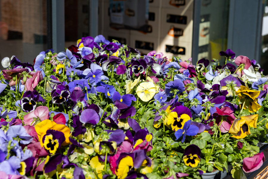 Blumen
